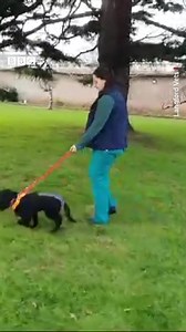 Ariel, the six-legged dog found dumped in a supermarket car park, has had surgery to remove her extra limbs About £15,000 was raised by well-wishers all over the world, enabling her to have a life-changing operation https://bbc.in/3Hni7ex | BBC Wales News