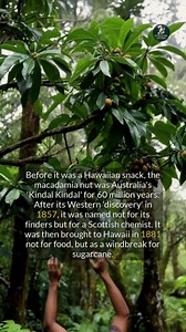 Discover the surprising origins of macadamia nuts, named after a Scottish-born scientist. #historyfacts #didyouknow #macadamia #australianhistory | Intriguing History