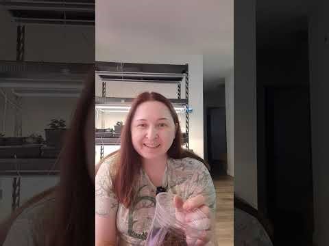 New soil testing for haworthia #haworthia #succulent #plantcare #repotting #BestSoilCanada