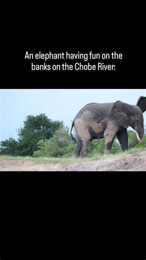 Val Marshall ~ Travel ~ Nature on Instagram: "Male or Female? Apart from the obvious, do you know how to tell the difference between a male and female elephant 🤔. Key Differences for Identification: Head Shape: Male elephants have a broader, more rounded forehead and brow. Female elephants have a more angular, or "squared," forehead that often appears more pointed. Size: Males are significantly larger, often weighing up to 6 tons, while females usually weigh around 3 tons. Tusks: Male tu