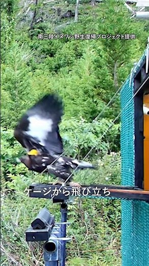 イヌワシの野生復帰プロジェクト始まる 宮城県南三陸町