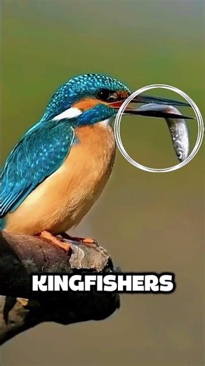 Kingfisher: The Bird That Dies Chasing Speed #nobatidao