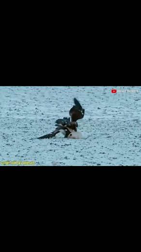 Top 10 Eagles Hunting Their Prey without Mercy #animals #eagleattack #eagles