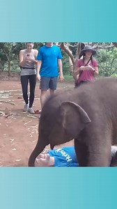 Baby Elephant cuddles with tourist | Jaquelin Phelia | Facebook