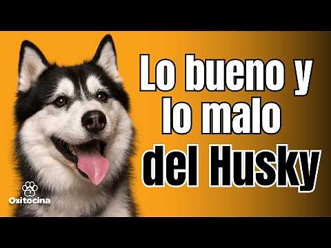 ¿El compañero perfecto o un escapista experto? Conoce al Husky Siberiano