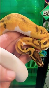 Ball Python (Orange Dream, Enchi, Pied)