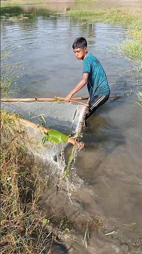 Traditional Village Boys Push Net Fishing 🎣 | Huge Fish Catch #fishing