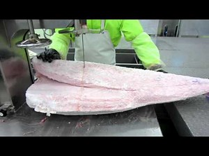 地中海本鮪腹ロイン加工動画 (1)