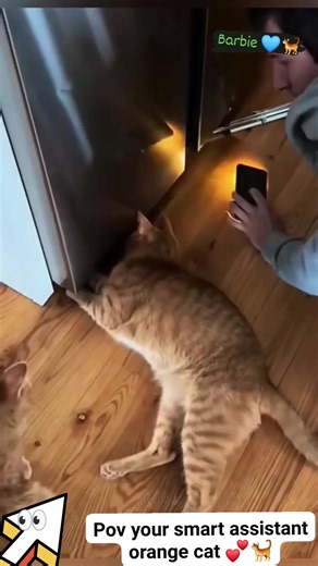 201 reactions · 69 shares | Orange cats behavior not only naughty 朗 But , it's really helpful  #barbiecatlover #catlovers #cat #kitten | Barbie Nathazha | Facebook
