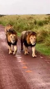 What real power looks like! The three Bila Shaka male lions Chongo, Koshoke and Kiok out patrolling together. Look at the size of their paws and the stocky front legs. Those are some real heavyweights among male lions here! At the end of the video you see Kiok marking the safari vehicle. Maasai Mara Video credits: Tara Butcher | Lions of Africa