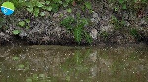 40K views · 446 reactions | DES SHIPP COMMERCIAL CARP POLE FLOATS! - The ultimate range of summer commercial floats are hitting the shops shortly!  Which are you most looking forward to getting your hands on?  | Preston Innovations | Facebook