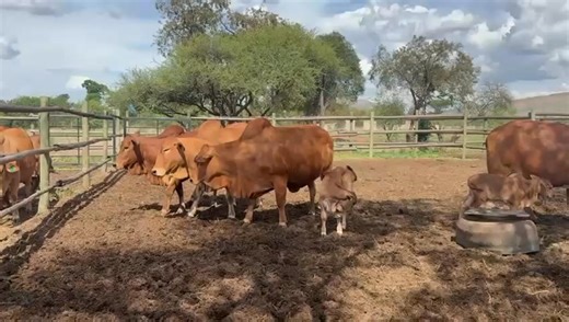 Marupani Farms- Boran Stud Division In a thriving farming operation like Marupani Farms, the foundation of success lies in selecting proper cows for the herd, as they drive productivity, genetic quality, and long-term sustainability. Boran cows exemplify this importance, renowned for their exceptional adaptability to harsh climates, disease resistance, and high fertility rates, which ensure consistent calving and robust offspring. Their structurally superior frames and feminine traits—such as st