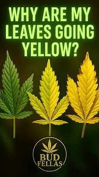 If Your Cannabis Leaves Look Like This… Watch This NOW!
