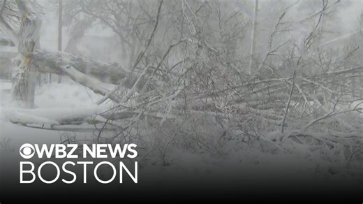 Tree crashes down during blizzard in Sandwich, Massachusetts