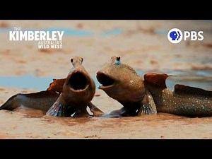 How Mudskippers Feed Millions of Migrating Birds