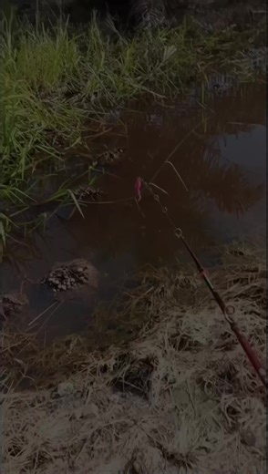 #CapCut support akun ini para suhu angler pemula soalnya🙏😣#casting #fyp #mancingliar #sobatmancing