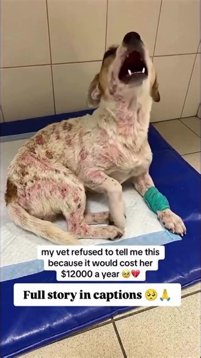 If only I’d known sooner.Please tap the link in bio.Your support helps dogs like Cooper get the care