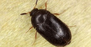 Carpet Beetle vs Bed Bug: What are the Differences?