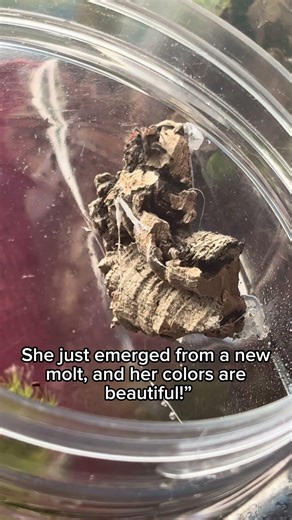 The Cutest Tiny Jumping Spider Female after Molt 🥺 ❤️Scarlet #jumpingspider #petspider #babyspider