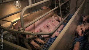 pigs and piglets mother drinking milk