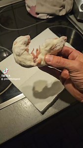 14K views · 100 reactions | #enclosure #tigerpython #burmesepython #reptilekeeper #amazing #terrariumbau #reptilesoftiktok #tiktok #tiktokgermany #python #snake #tooltime #work #exoticpets #wow #terrarium #viral #viraltiktok #foryou #4u #schlange #bobderbaumeister #love #leidenschaft #passion #exotic #fy #fypシ #fypage | Fabians Reptilienraum | Facebook