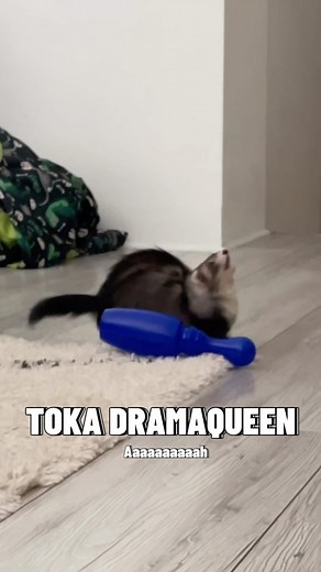 Le fufubowling, le bowling à la maison 🤣🫶🏻 #furet #furets #ferret #ferrets #ferretgram #ferretscommunity #ferretsofinstagram #funny #funnyvideos #funnyanimals | TsukietToka