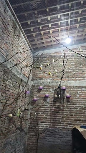 burung kenari di dalam aviari mini kenari #aviari #burungkenari #aviariminikenari