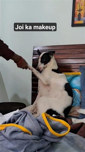 Joi ka makeup #shorts #funny #funyvido #dog #straydogs #labrador