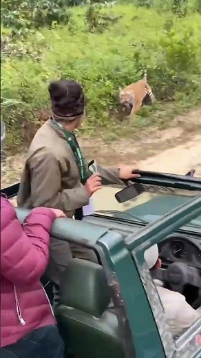 Closest Tiger Encounter in Corbett! 🐅😱 #tiger #jimcorbett