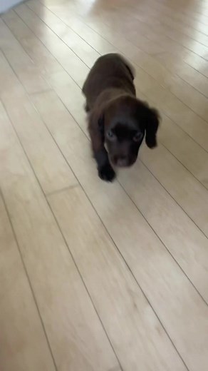 Update: she’s mastered the step! ❤️#doratheexplorer #pup #petsoftiktok #spaniel