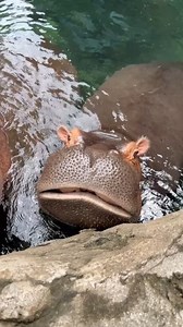 Fiona ear wiggles! | Cincinnati Zoo & Botanical Garden