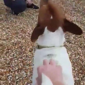 4.7K views · 93 reactions | Trigger isn't a touchy-feely kind of guy....