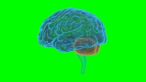 clip-3556252657-glowing-luminous-brain-3d-animated-360-rotating