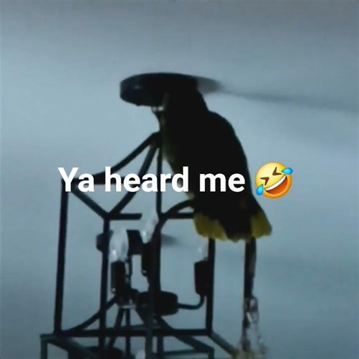 My Blue fronted Amazon/Bella listen closely