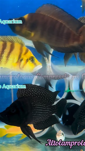 Trop Aquarium on Instagram: "Captive Bred Altolamprologus- Available in stock!! ➡️ Altolamprologus Calvus ➡️ Altolamprologus Compressiceps Gold Head **For more Tanganyika Cichlids, visit our Facebook page/ Telegram channel now! #altolamprologus #calvus #altolamprologuscompressiceps #altolamprologuscalvus #altolamprologuscompressicepgoldhead"