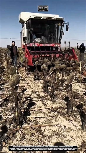 Harvesting sunflower on field using work tool sunflower harvester #tool #worktool