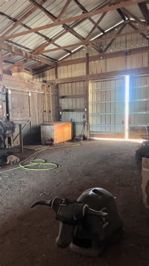 Roping bones this morning, showing balance and coordination after TBI and spinal cord injury.