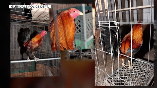 Illegal cockfighting rings persist across Arizona despite 1998 ban