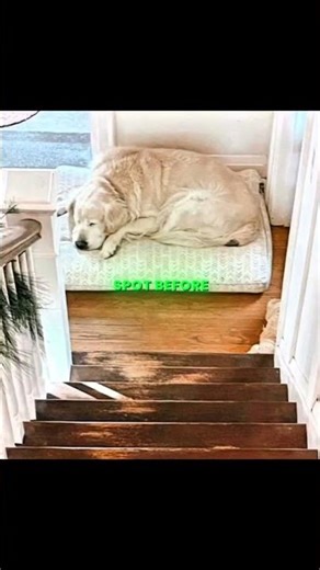 She Made a Tribute to Her Dog’s Favorite Spot 🥺❤️