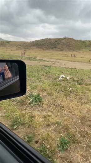 Donkeys Spotted Mating on Hillside Drive