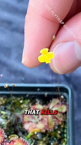 Utricularia are Microscopic Carnivorous Plants | The Flytrap Garden