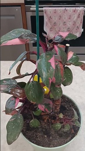 How to care for Pink Princess Philodendron houseplant growth guide #plant #gardening #tutorial