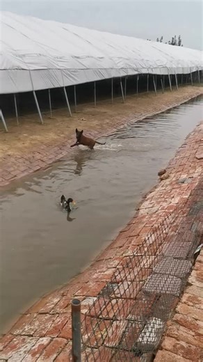 Duck vs. Dog: A Hilarious Animal Encounter