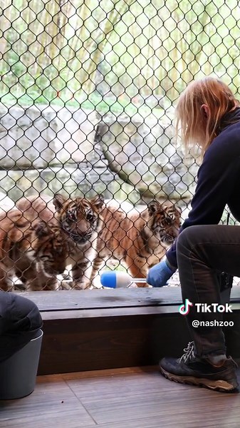 Target training with the tiger cubs! 🎯