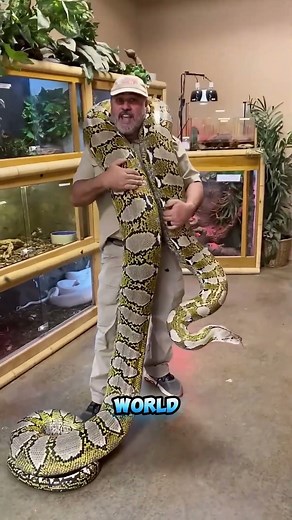 3 Most Feared Snakes on the Planet #snake #venomoussnake #python