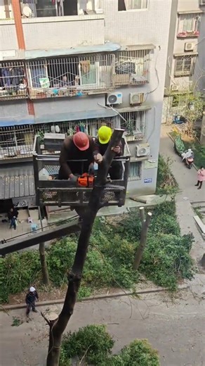 أغرب طرق قطع الأشجار في العالم 😱🔥 #shots