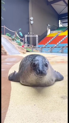 Seal Facts and Conservation Insights