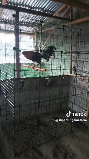 Fly Pen - DIY Flying Pens for Gamefowl and Chickens