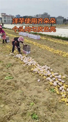 Perfect Potatoes: Uniform & Vibrant Skinned - Must-See