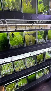 16K views · 933 reactions | Resetting an old Pleco tank to make room for more plants! #plants #plantrack #plantstore #dakuaquatics #fishkeeping #aquarium #aquariumhobby #fish #aquascape #freshwateraquarium #aquariumfish #plantedtank #aquariums #tropicalfish #fishkeeper #aquascaping #aquariumlife #plantedaquarium #nanofish #aquariumsofinstagram #freshwaterfish #freshwatertank #aquascaper #natureaquarium #freshwater #fishofinstagram #nature #nanotank #fishroom | Daku Aquatics | Facebook